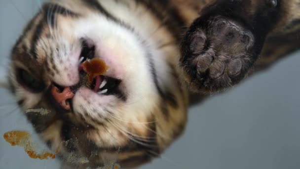 De kat likt de moutpasta tegen haarballen. Onderaanzicht. transparant oppervlak. Je kunt duidelijk zien hoe de tong werkt bij het likken van de pasta. Huisdierenzorg. Preventie van de ophoping van wol in de — Stockvideo