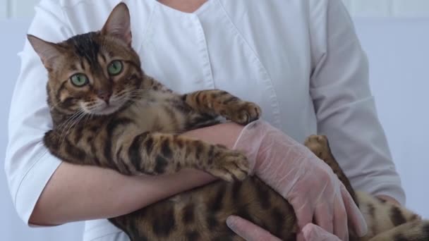 Veterinerin elinde büyük bir kedi. Bengal kedisi dikkatle kameraya yeşil gözlerle bakıyor. Doktor evcil hayvanı dikkatlice elinde tutuyor. Hayvanın güveni. — Stok video