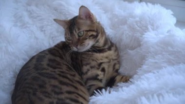 Güzel bir Bengal kedisi beyaz kabarık bir battaniyenin üzerinde yatıyor. Kedi bir şeye yakından bakıyor. Lüks bir safkan hayvan..