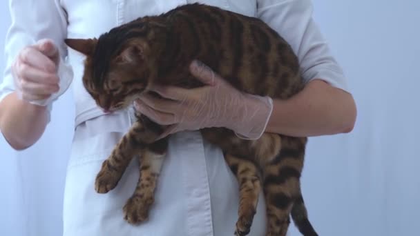 Kot leży w rękach weterynarza. Lekarz pieści i drapie zwierzę. Zaufanie i wzajemne zrozumienie między człowiekiem a zwierzęciem. — Wideo stockowe