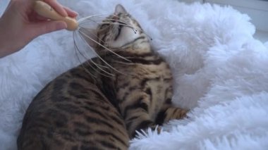 Kedi özel bir aletle masaj yaptırır. Lüks bir Bengal kedisi tüylü kar beyazı bir battaniyeye uzanıyor ve masajdan zevk alıyor. Evcil hayvanlar için spa. Hayvanat bahçesi psikoloğu.