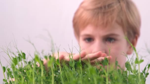 Anak itu memeriksa tunas muda tanaman. Kemudian lembut menyentuh tanaman. Konsep cinta untuk alam sekitarnya. generasi anak-anak ramah lingkungan. Fokus selektif. — Stok Video
