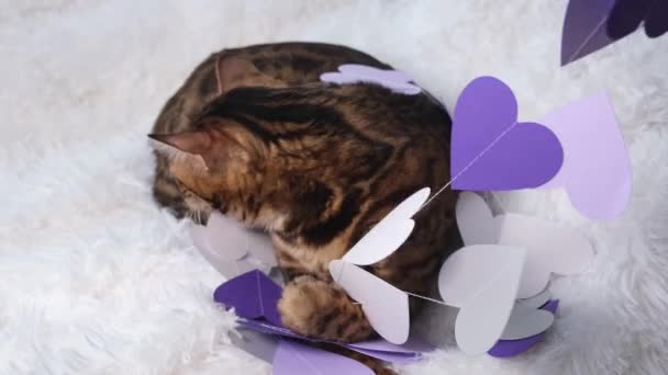 Die Katze spielt mit Papierherzen. Ein schönes Tier auf einer weißen, flauschigen Decke spielt mit lila und weißen Herzen. Glückwunsch zum Valentinstag. — Stockvideo