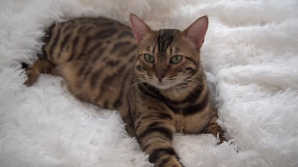 The Bengal cat plays with a feather. a luxurious animal lies on a white fluffy blanket. The concept of luxury. A kitten plays with a peacock feather. Comfort and beauty. — Stock Video