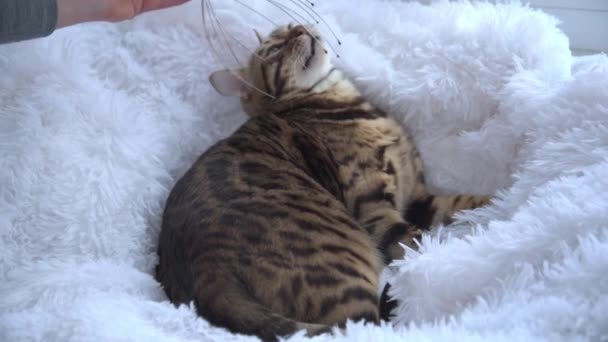Een zoöpsycholoog kalmeert een huiskat met een massage. Massage van de Bengaalse kat met een speciaal apparaat. De kat ontspant en kalmeert. Gelukkige kat in de SPA. — Stockvideo