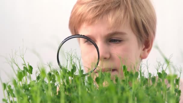 Dziecko bada trawę szkłem powiększającym. biologia lub botanika. zainteresowanie roślinami. Mikrozielone groszki. Blond dziecko uważnie bada młode pędy roślin. — Wideo stockowe
