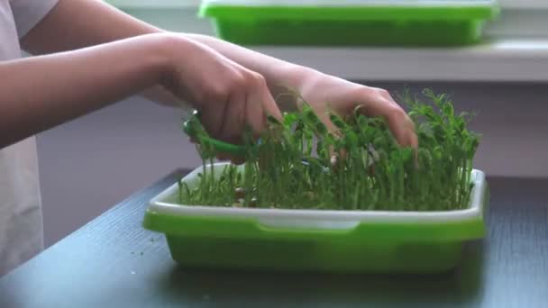 Un niño come microgreens. Manos de bebé con tijeras de primer plano. Los dedos de los niños sostienen los brotes de guisante y luego los cortan. El niño come verduras directamente de la cama. El concepto de alimentación saludable. A — Vídeo de stock