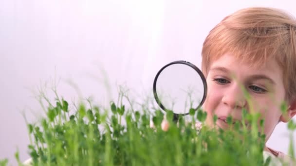 Το παιδί επιθεωρεί το γρασίδι με μεγεθυντικό φακό. Βιολογία ή βοτανική. ενδιαφέρον για τα φυτά. Μπιζέλια. Ένα ξανθό παιδί εξετάζει προσεκτικά τα μικρά βλαστάρια των φυτών. — Αρχείο Βίντεο