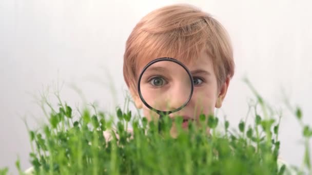 El niño mira a los brotes jóvenes a través de una lupa. Emociones. El niño está muy sorprendido y expande sus ojos. — Vídeo de stock