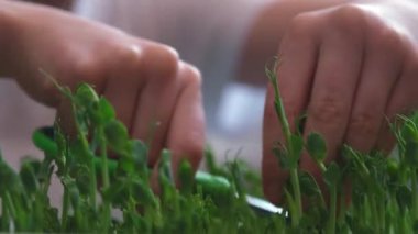 Bir çocuk mikro sebze yer. Bebek elleri, yakın çekim makasıyla. Çocuk parmakları bezelye filizlerini tutar ve onları keser. Çocuk doğrudan yataktan sebze yiyor. Sağlıklı beslenme kavramı. A