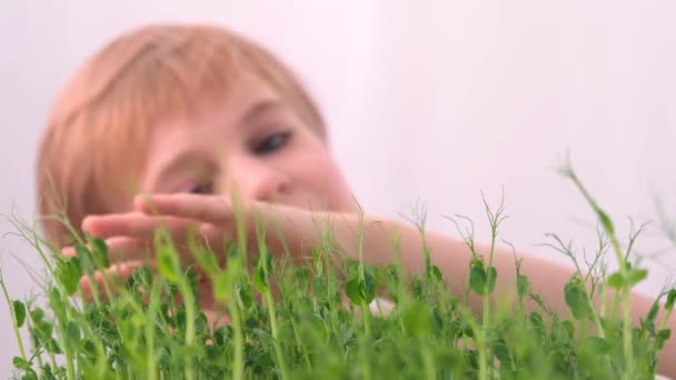 Het kind onderzoekt de jonge scheuten van planten. Raakt dan voorzichtig de planten aan. Het concept van liefde voor de omringende natuur. een generatie milieuvriendelijke kinderen. Selectieve focus. — Stockvideo