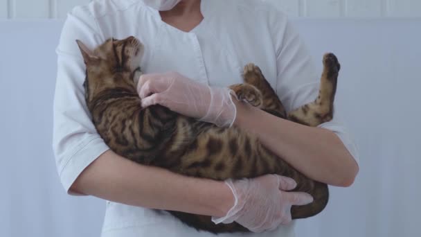 这只猫躺在兽医的手里。医生爱抚和抓挠动物.人与动物之间的信任和相互理解. — 图库视频影像
