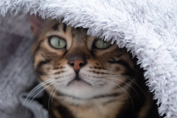 O gato sentou-se confortavelmente em uma jaqueta fofa. Retrato de um gato de Bengala. O conceito de aconchego — Fotografia de Stock