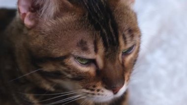 Bir kedi portresi. Güzel bir hayvan dinleniyor. Bengal kedisi tembelce uzaktan bir şeye bakıyor. Gösterişli lüks bir evcil hayvan..
