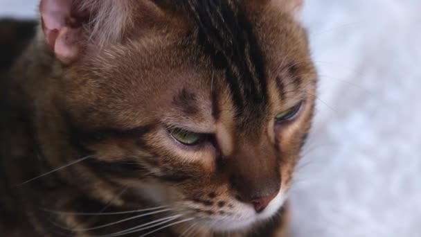 Πορτραίτο γάτας. Ένα όμορφο ζώο ξεκουράζεται. Η γάτα της Βεγγάλης κοιτά κάτι από απόσταση. Ένα κομψό κατοικίδιο πολυτελείας. — Αρχείο Βίντεο