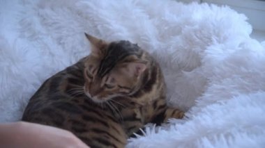 Bir Bengal kedisi bir çocuğun elini ısırır. Bir çocuk, kediyi elle okşar ve okşar. Kedi sinirli ve kızgın. Kişisel alan ihlali.