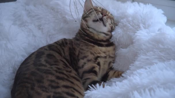 Кот получает массаж со специальным устройством. Роскошная бенгальская кошка лежит на мохнатом белоснежном одеяле и наслаждается массажем. SPA для домашних животных. Зоопсихолог. — стоковое видео