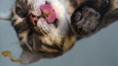 Kedi saç toplarına karşı malt macunu yalıyor. Alt manzara. Şeffaf yüzey. Yapıştırıcıyı yalarken dilin nasıl çalıştığını açıkça görebilirsiniz. Hayvan bakımı. Yün birikiminin önlenmesi