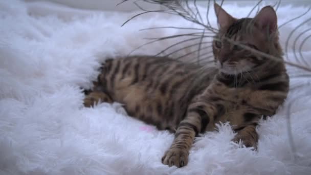 Le chat du Bengale joue avec une plume. un animal luxueux repose sur une couverture pelucheuse blanche. Le concept du luxe. Un chaton joue avec une plume de paon. Confort et beauté. — Video