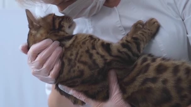 Le vétérinaire parle au chat. Le chat se trouve dans les bras des médecins et le regarde. Communication entre le patient et le médecin. Amour et compréhension mutuelle. — Video