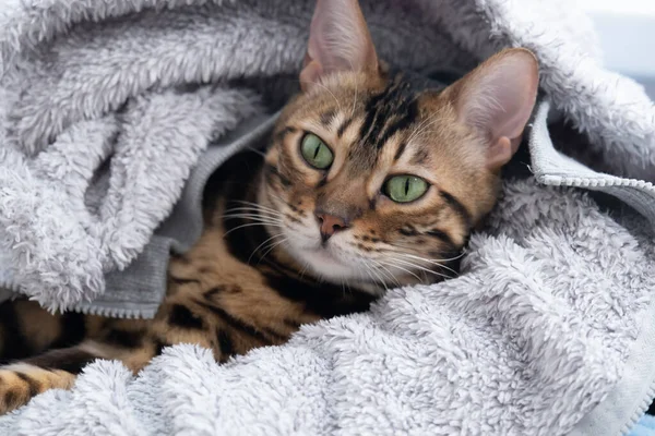 El gato se sentó cómodamente en una chaqueta esponjosa. Retrato de un gato de Bengala. El concepto de comodidad — Foto de Stock