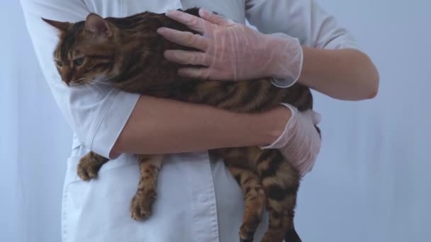 O gato está nas mãos do veterinário. O médico acaricia e coça o animal. Confiança e compreensão mútua entre homem e animal. — Vídeo de Stock