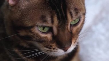 Lüks bir Bengal kedisinin portresi. Yeşil gözlü, kızıl saçlı güzel. Kedilerin ağızlıkları çok yakın. Hayvan avı izler.. 