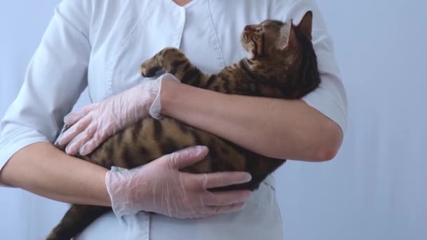 Eläinlääkäri puhuu kissalle. Kissa makaa lääkäreiden sylissä ja katsoo häntä. Potilaan ja lääkärin välinen viestintä. Rakkaus ja keskinäinen ymmärrys. — kuvapankkivideo