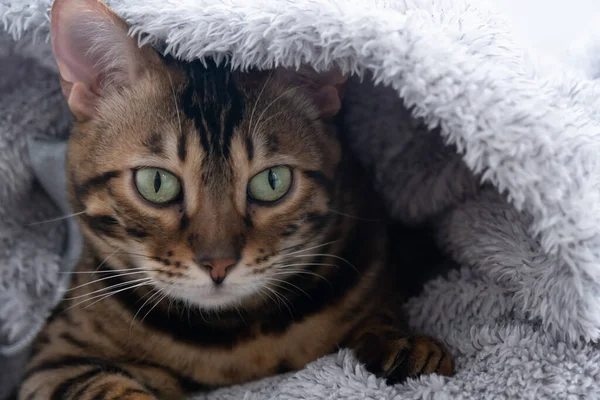 El gato se sentó cómodamente en una chaqueta esponjosa. Retrato de un gato de Bengala. El concepto de comodidad —  Fotos de Stock