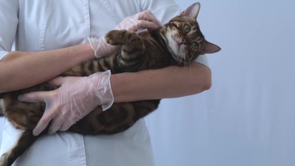 El gato yace en las manos del veterinario. El médico acaricia y rasca al animal. Confianza y entendimiento mutuo entre el hombre y el animal. — Vídeo de stock