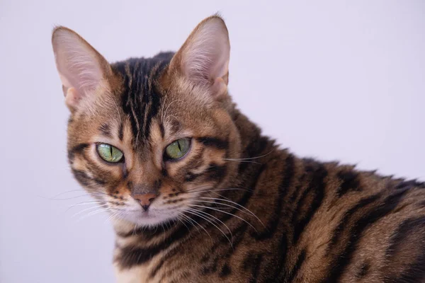 Portré egy bengáli macskáról élénk zöld szemekkel. A macska dühösen néz egyenesen a fotósra. Gyönyörű telivér állat — Stock Fotó