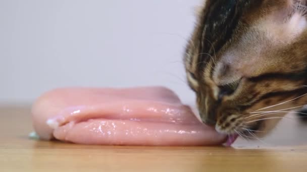 Egy házimacska mohón rágcsálja a húst. Egy bengáli macska csirkemellet eszik. Természetes nyers hús. A háziállat természetes tápláléka. Közelkép. — Stock videók