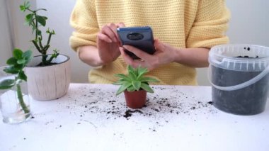 Kadınların elleri kapalı olsun. Bir kız akıllı telefon kamerasıyla saksıda çiçek vuruyor. Blogcu. İnternet kullanılarak bitki hastalıklarının tespiti. Ev bitkileri ve ev konforu hakkında blog yaz
