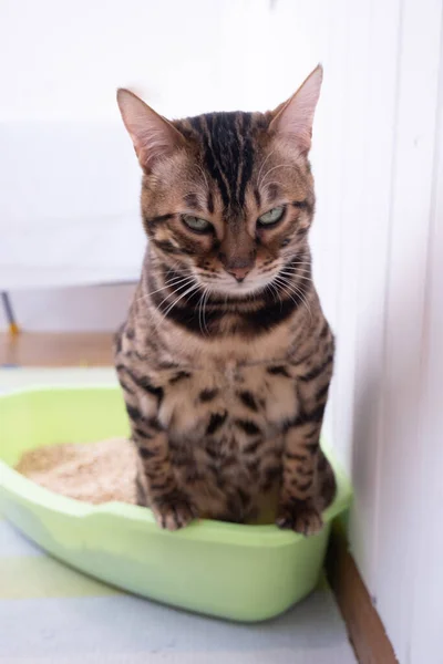 The cat is using the litter box. The cat uses the toilet. Eco-friendly wood litter in the cat litter box. Closeup of a cats face — Stock Photo, Image