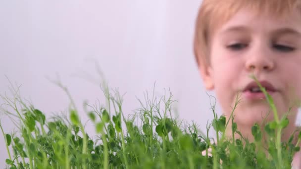 Dziecko bada młode pędy roślin. Następnie delikatnie dotyka roślin. Koncepcja miłości do otaczającej przyrody. pokolenie dzieci przyjaznych dla środowiska. Skupienie selektywne. — Wideo stockowe