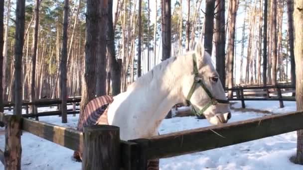 Um cavalo branco em um cobertor está em uma doca de madeira. O cavalo fica com raiva e morde as cercas de madeira. Um cavalo com mau feitio — Vídeo de Stock