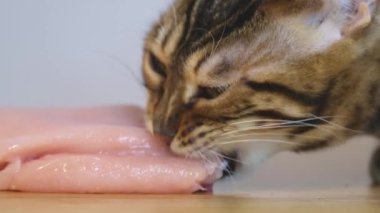 Evcil bir kedi açgözlülükle eti kemirir. Bir Bengal kedisi tavuk göğsü yer. Doğal çiğ et. Bir evcil hayvanın doğal gıdası. Yakın plan..