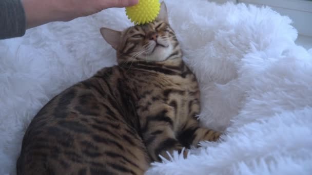 A Bengal cat bites a childs hand. A childs hand strokes and caresses the cat. The cat is nervous and angry. Violation of personal space. — Stockvideo