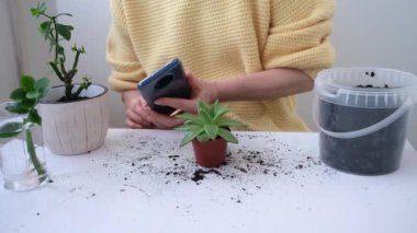Kadınların elleri kapalı olsun. Bir kız akıllı telefon kamerasıyla saksıda çiçek vuruyor. Blogcu. İnternet kullanılarak bitki hastalıklarının tespiti. Ev bitkileri ve ev konforu hakkında blog yaz