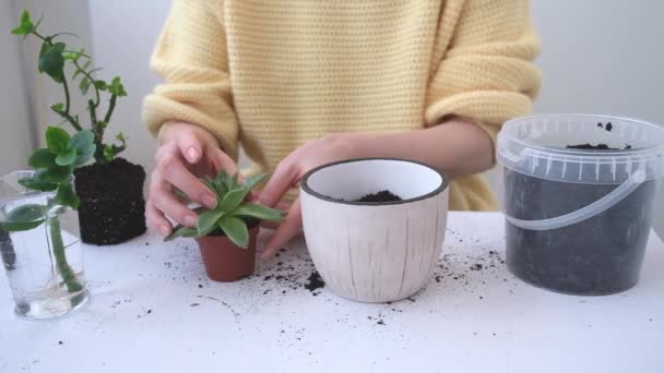 Les mains des femmes se rapprochent. La fille examine la racine de la plante. Transplantation d'une fleur dans un pot de fleurs approprié — Video