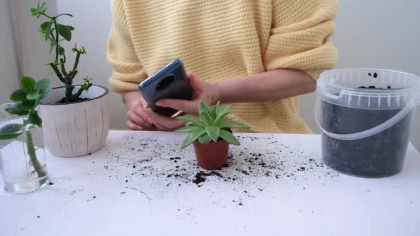 여성들은 손을 감습니다. 한 소녀가 스마트폰 카메라에 화분에서 꽃을 쏘고 있습니다. 블로거. 인터넷을 사용하여 식물성 질병을 식별 함. 주택 식물 과 가정 에서의 안락 함에 관한 블로그 — 비디오
