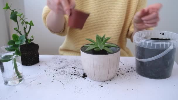Tangan para wanita mendekat. Gadis itu adalah transplantasi bunga dan menambahkan tanah ke pot bunga — Stok Video