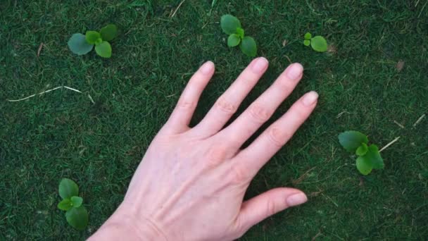 Ένα γυναικείο χέρι αγγίζει απαλά τα βρύα. Φυσικό φόντο από γρασίδι και φυτά. Η έννοια της φροντίδας για το περιβάλλον και την οικολογία. Η ικανότητα να ακούς τον πλανήτη — Αρχείο Βίντεο