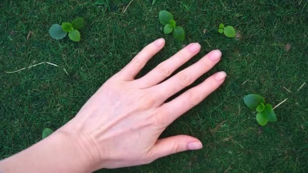 Ένα γυναικείο χέρι αγγίζει απαλά τα βρύα. Φυσικό φόντο από γρασίδι και φυτά. Η έννοια της φροντίδας για το περιβάλλον και την οικολογία. Η ικανότητα να ακούς τον πλανήτη — Αρχείο Βίντεο