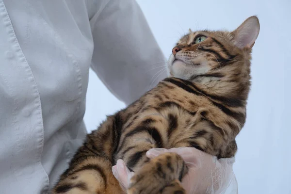 Kočka se na veterináře dívá s nenávistí. Doktor drží kočku v náručí. Navštivte veterinární kliniku. Koncept koček se bojí doktorů. kastrace — Stock fotografie