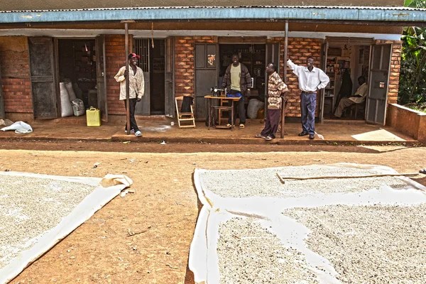Caféiculteurs sur le mont Elgon avec des grains de café Images De Stock Libres De Droits