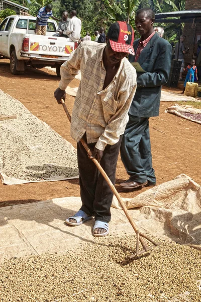 coffebeans Torna çiftçi