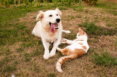 köpek ve kedi