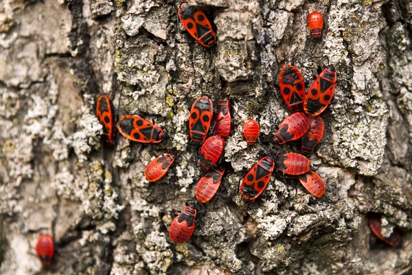 Cimice da fuoco, pirrocoris apterus — Foto Stock