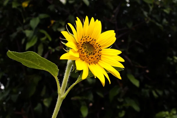 Sonnenblume — Stockfoto